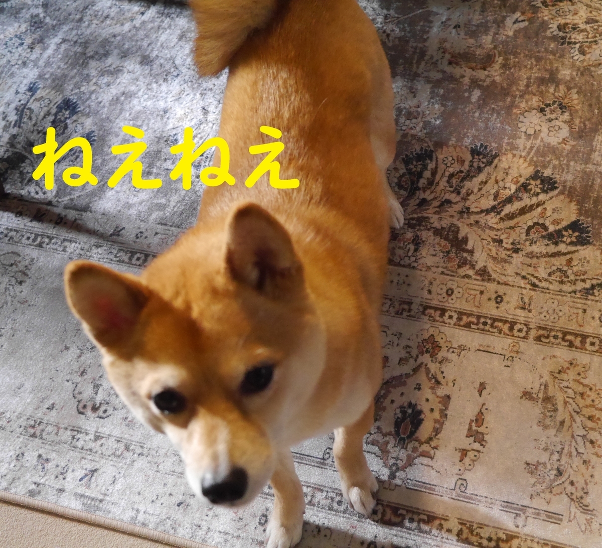 f:id:hanatara:20210306085726j:plain