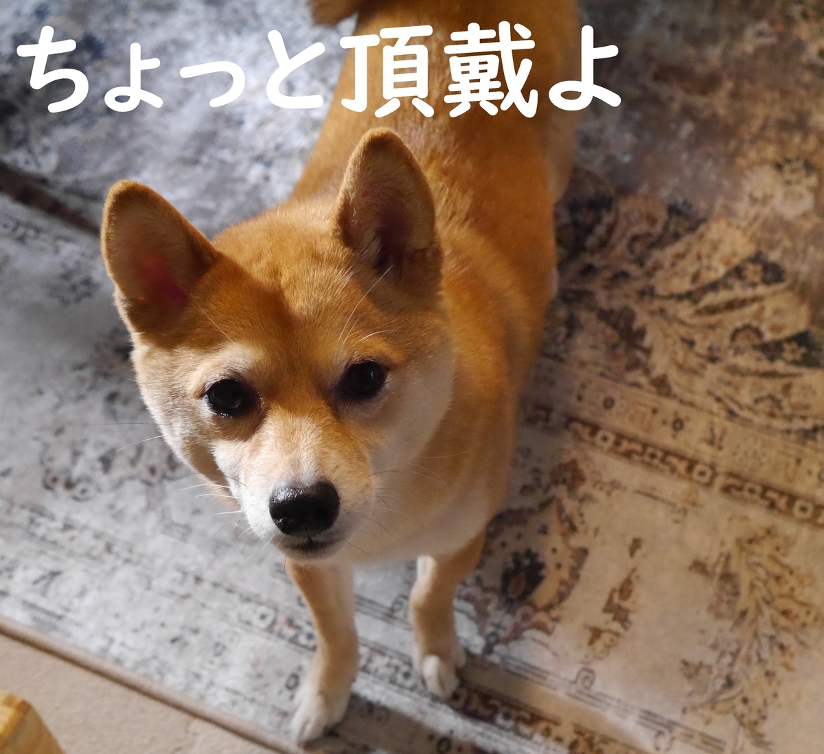 f:id:hanatara:20210306085822j:plain