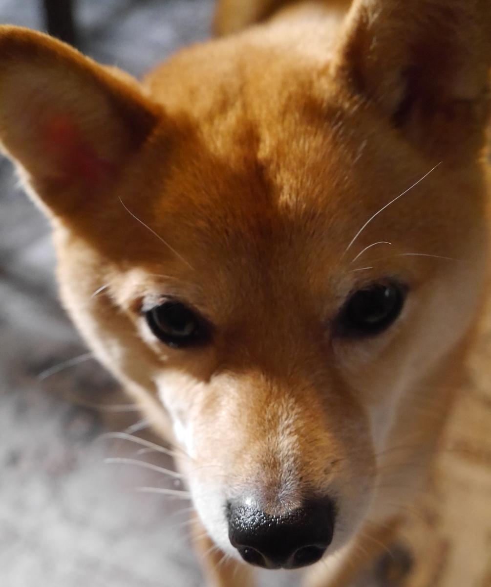 f:id:hanatara:20210306085907j:plain