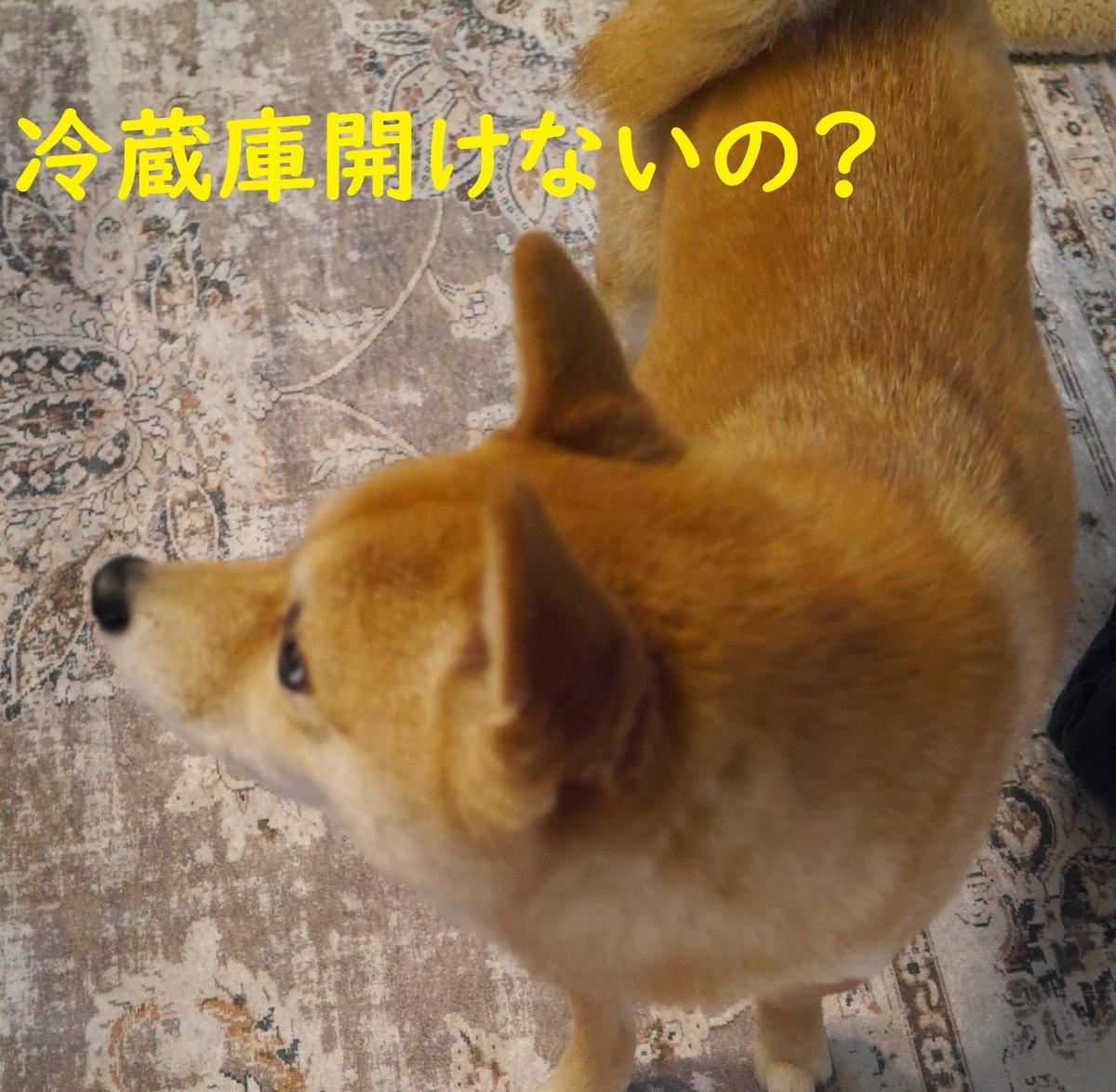 f:id:hanatara:20210306090058j:plain