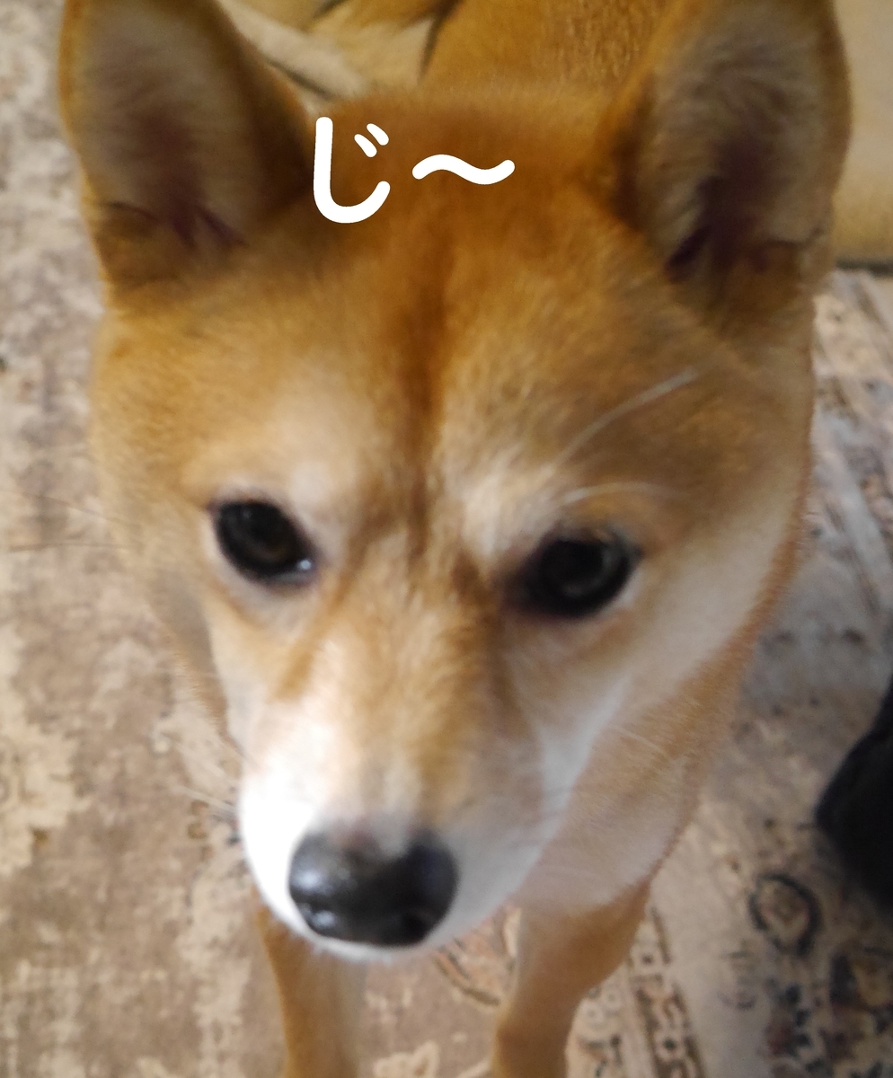 f:id:hanatara:20210306090252j:plain