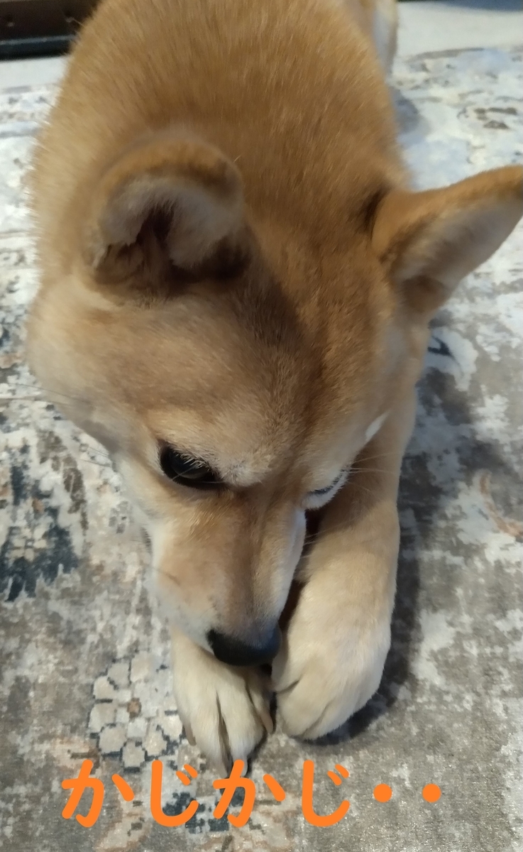 f:id:hanatara:20210307103501j:plain