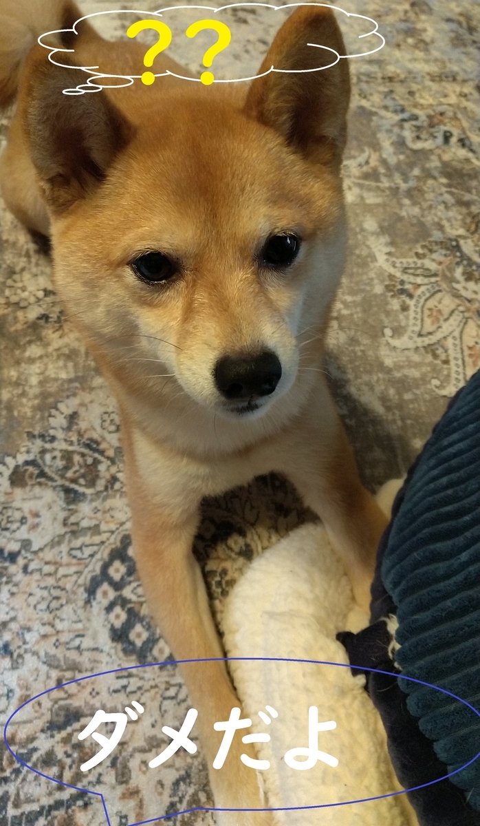 f:id:hanatara:20210307104004j:plain