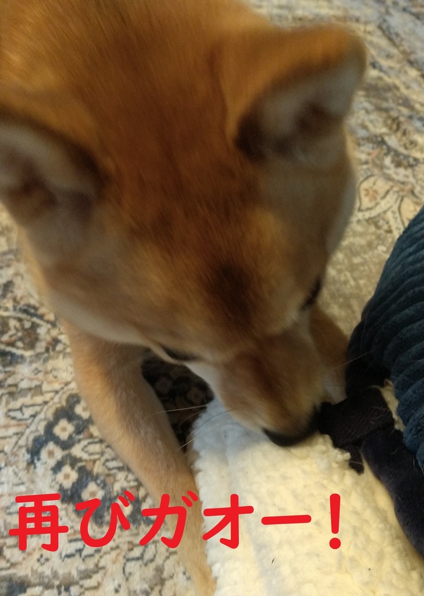 f:id:hanatara:20210307104122j:plain