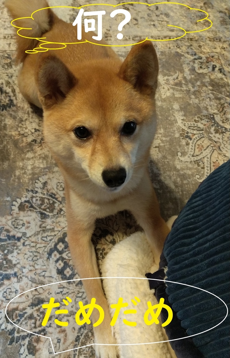 f:id:hanatara:20210307104304j:plain