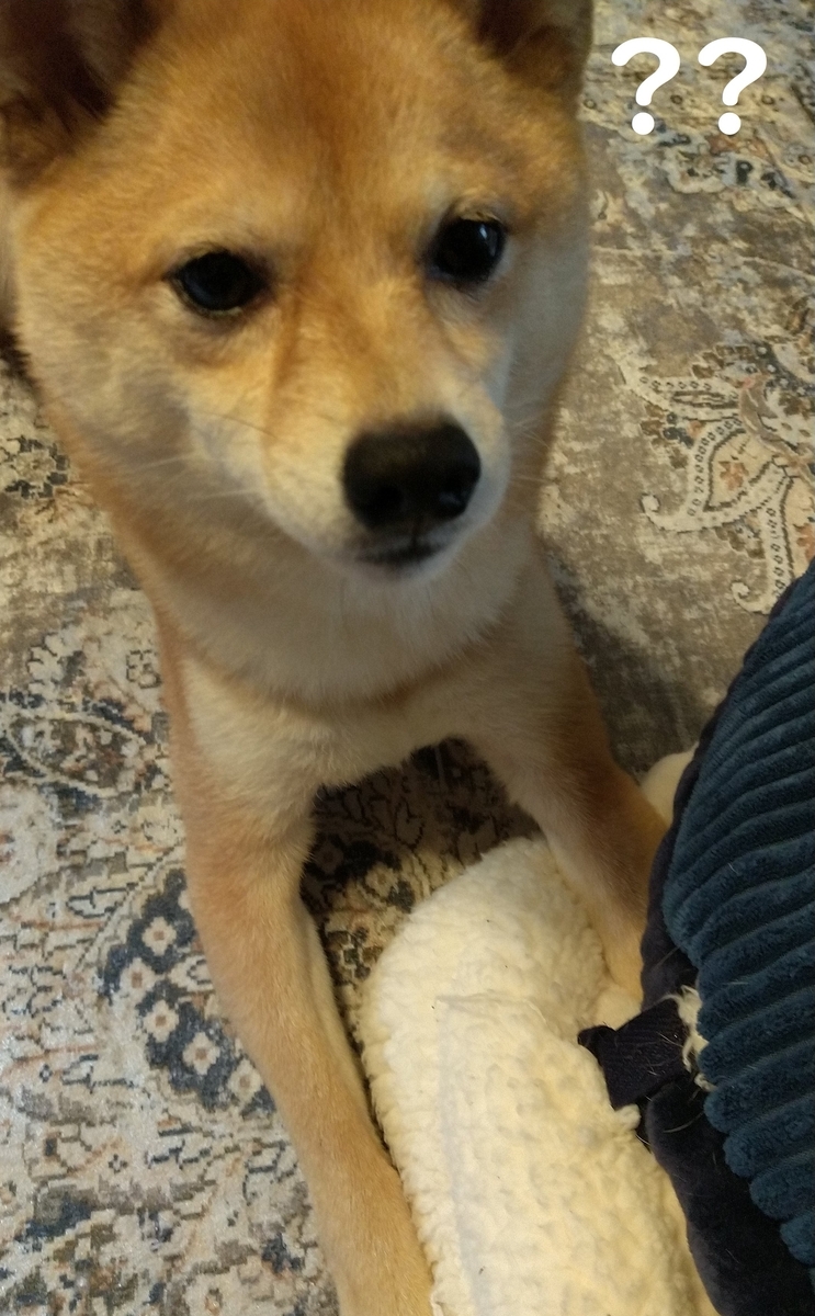 f:id:hanatara:20210307104409j:plain