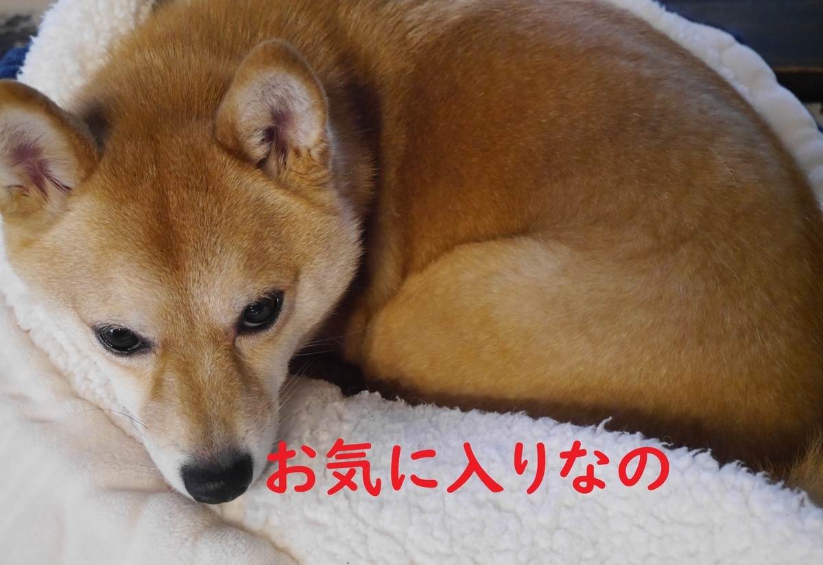 f:id:hanatara:20210307111554j:plain
