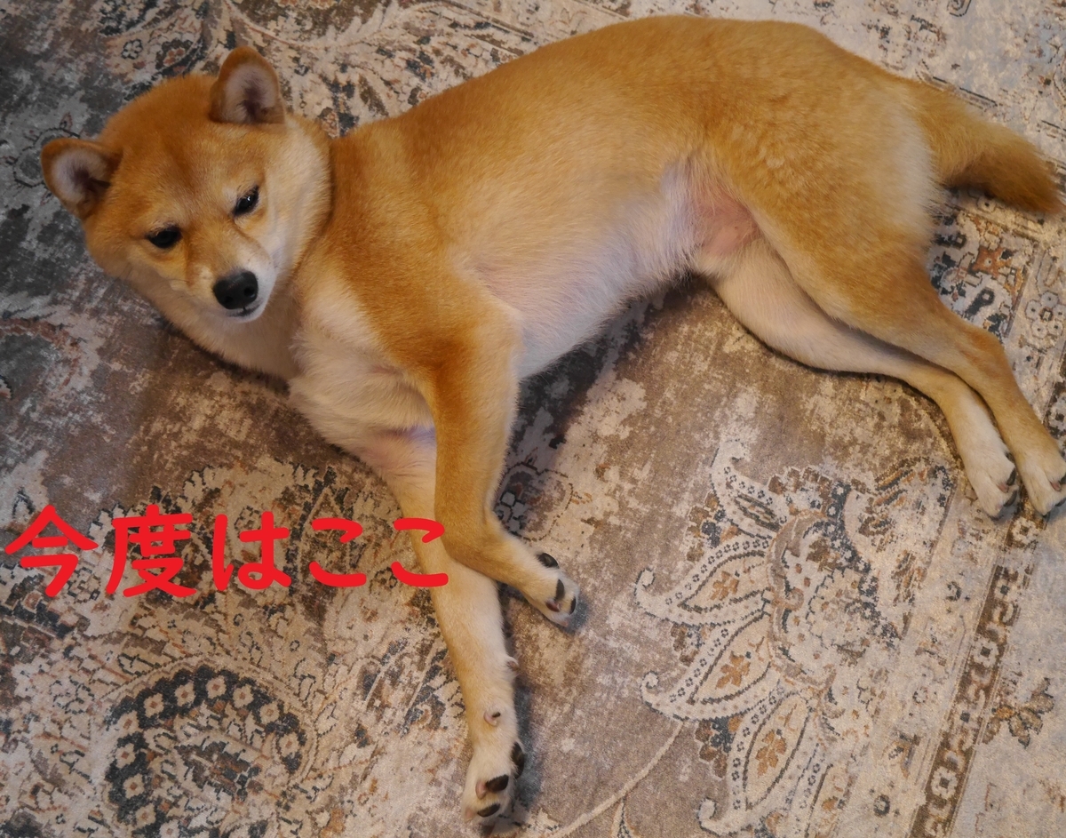 f:id:hanatara:20210307111749j:plain
