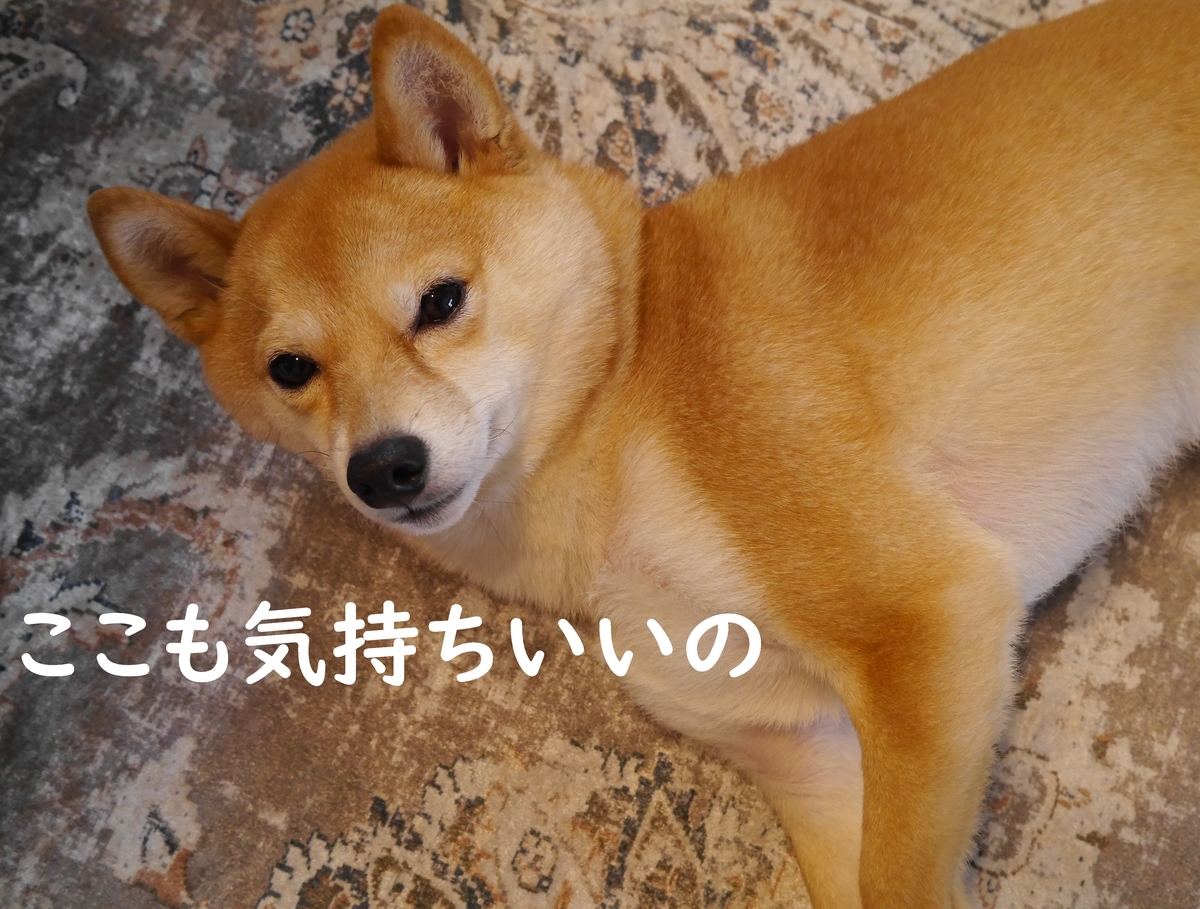 f:id:hanatara:20210307111850j:plain