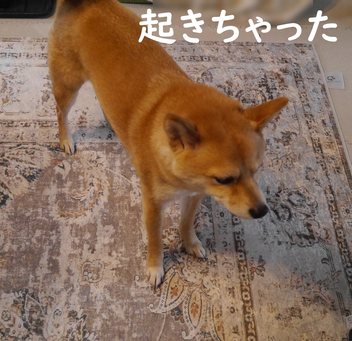f:id:hanatara:20210307112140j:plain