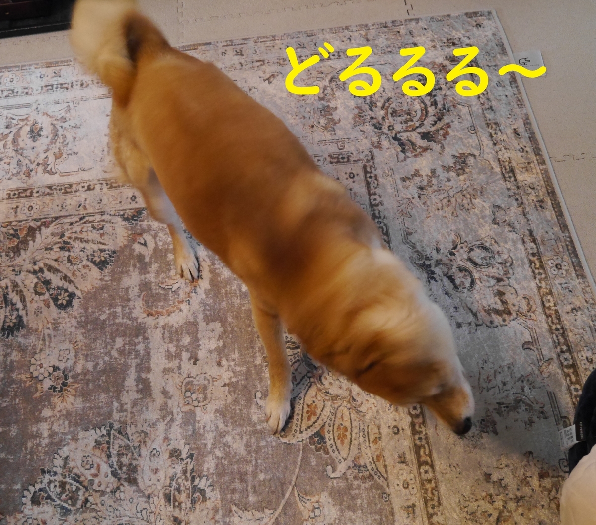 f:id:hanatara:20210307112259j:plain