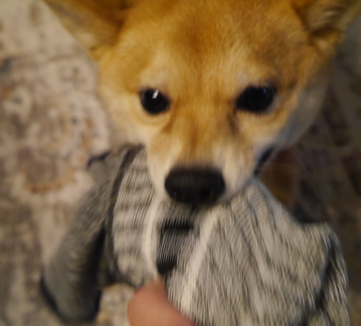 f:id:hanatara:20210307115233j:plain