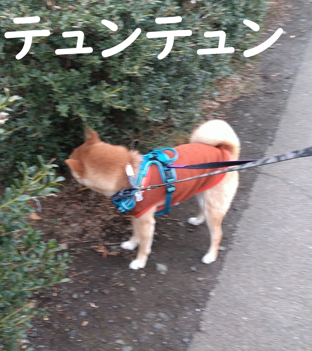 f:id:hanatara:20210310110728j:plain
