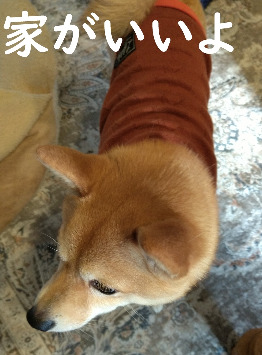 f:id:hanatara:20210313111931j:plain