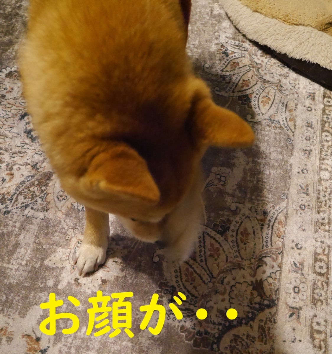 f:id:hanatara:20210313112357j:plain