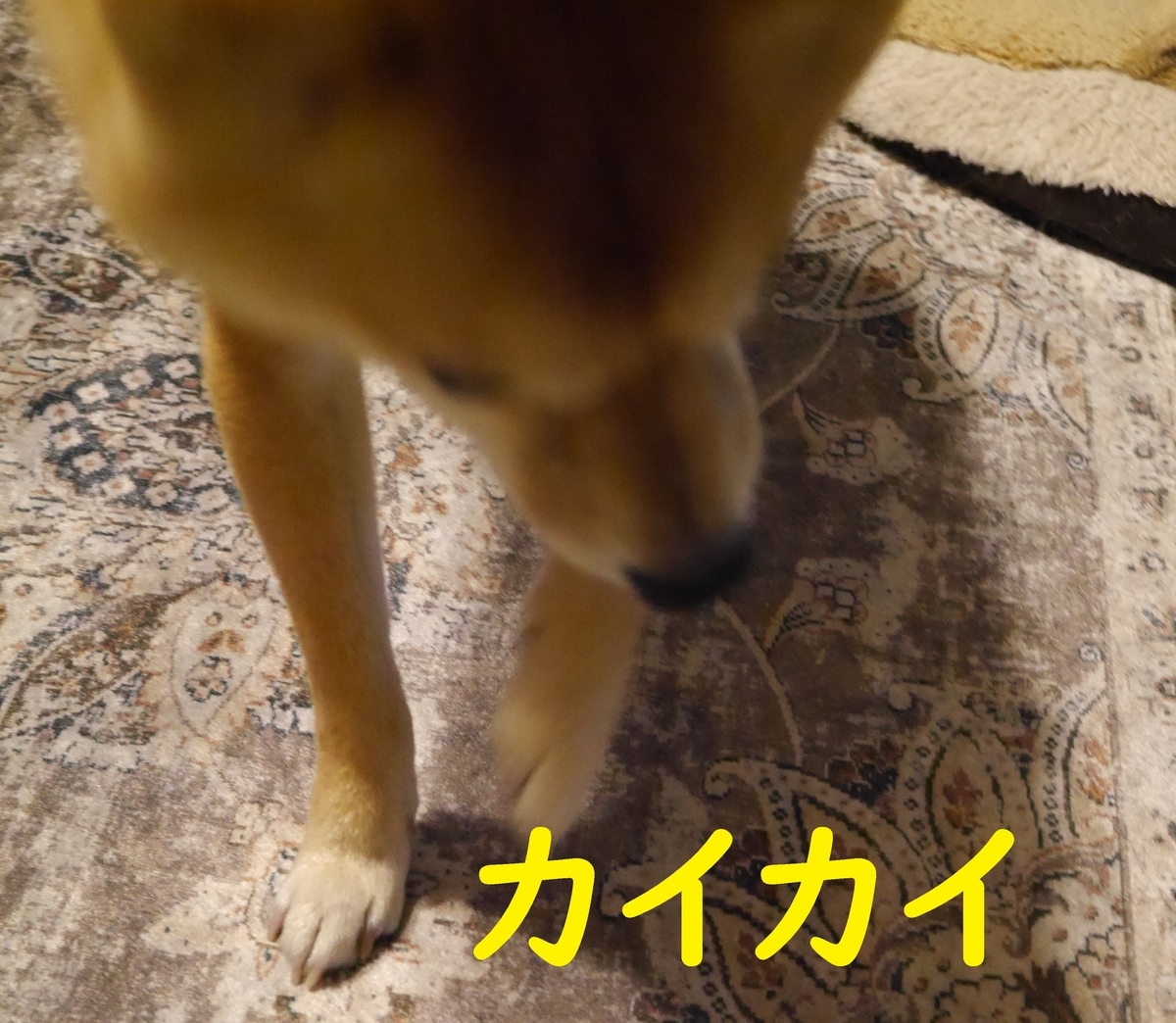 f:id:hanatara:20210313112759j:plain
