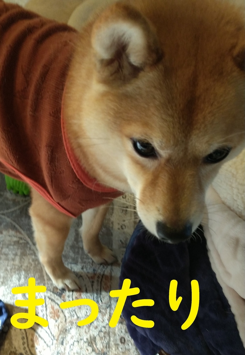 f:id:hanatara:20210313112847j:plain