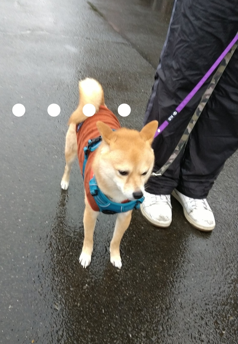 f:id:hanatara:20210314090424j:plain