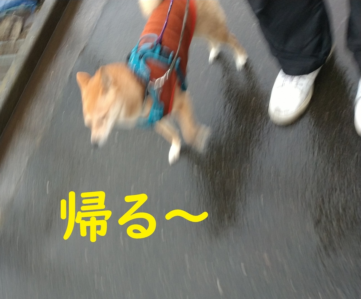 f:id:hanatara:20210314090506j:plain