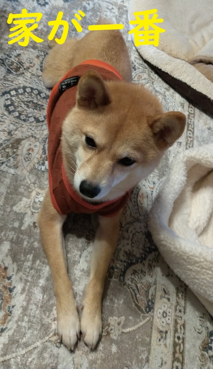 f:id:hanatara:20210314090654j:plain