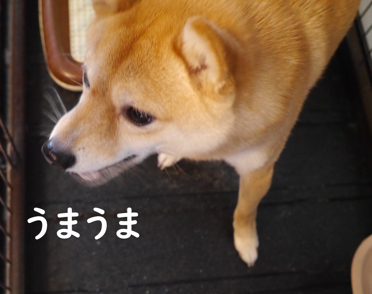 f:id:hanatara:20210314100645j:plain