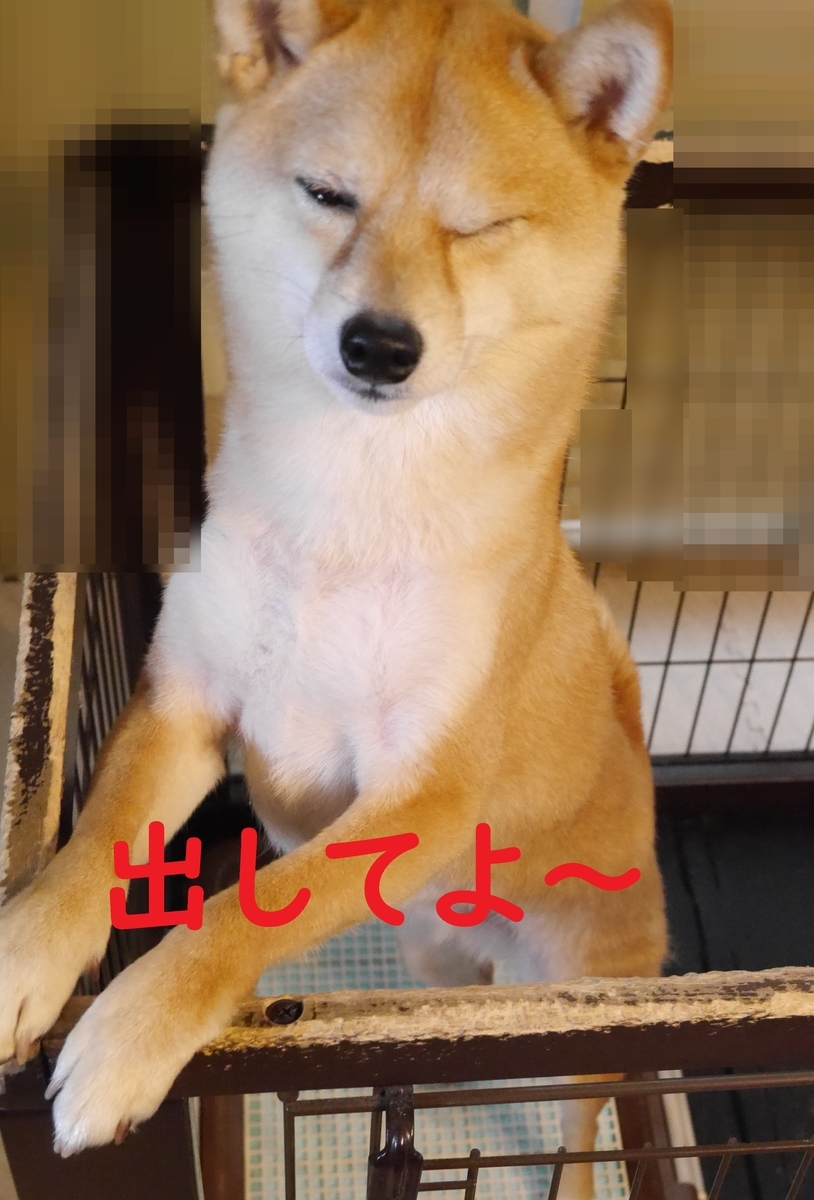 f:id:hanatara:20210314105854j:plain