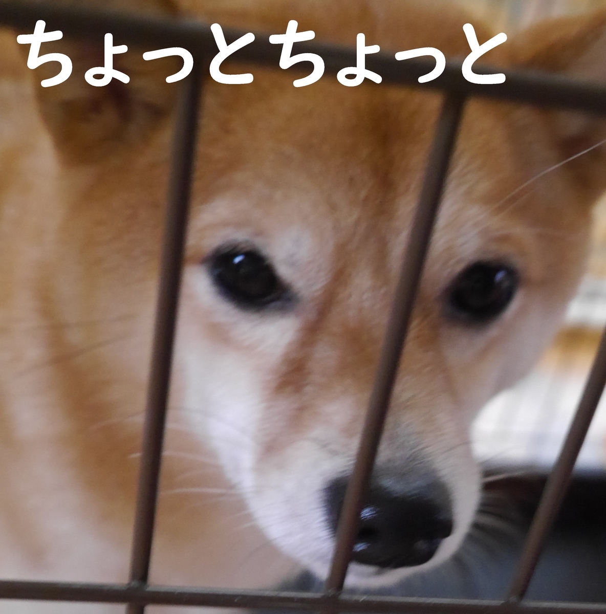 f:id:hanatara:20210314110031j:plain