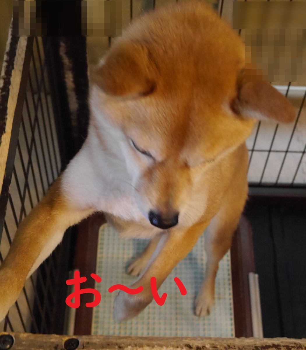 f:id:hanatara:20210314110210j:plain