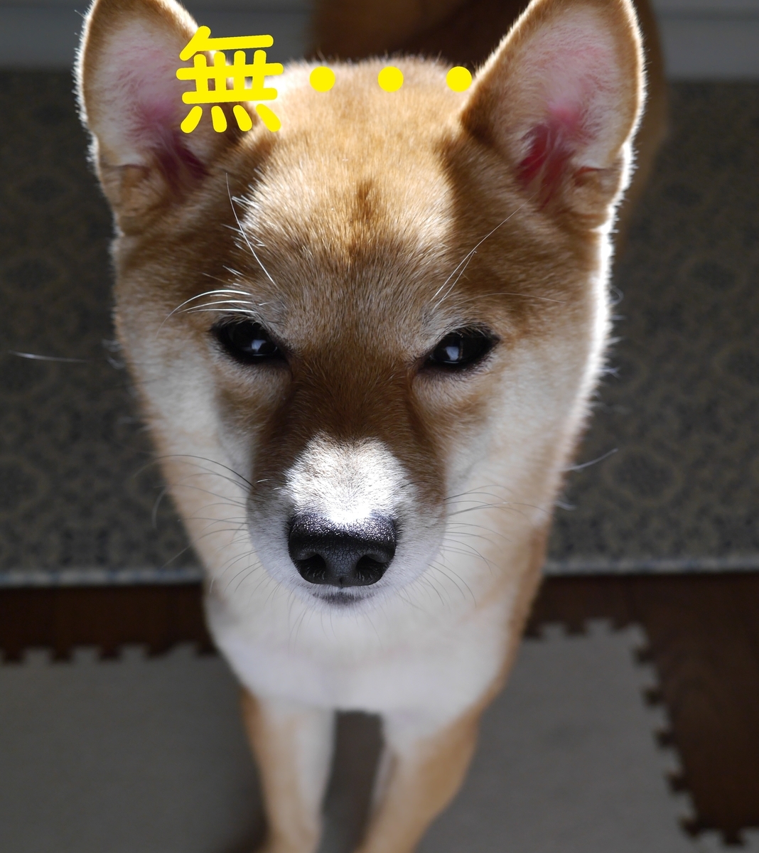 f:id:hanatara:20210316092443j:plain