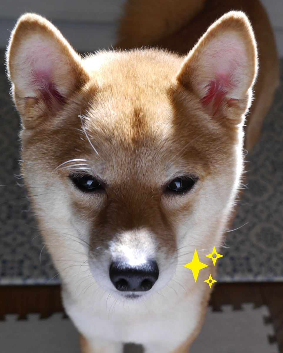 f:id:hanatara:20210316092558j:plain