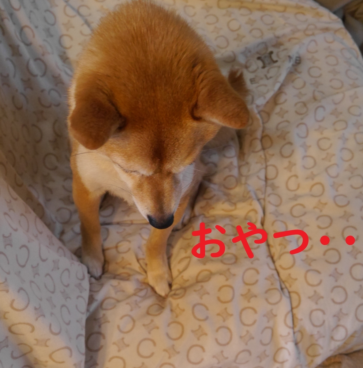 f:id:hanatara:20210316093528j:plain