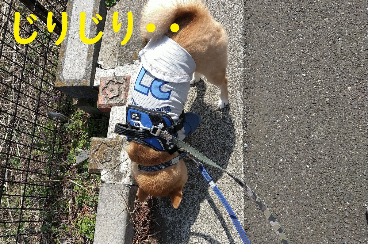 f:id:hanatara:20210320112704j:plain