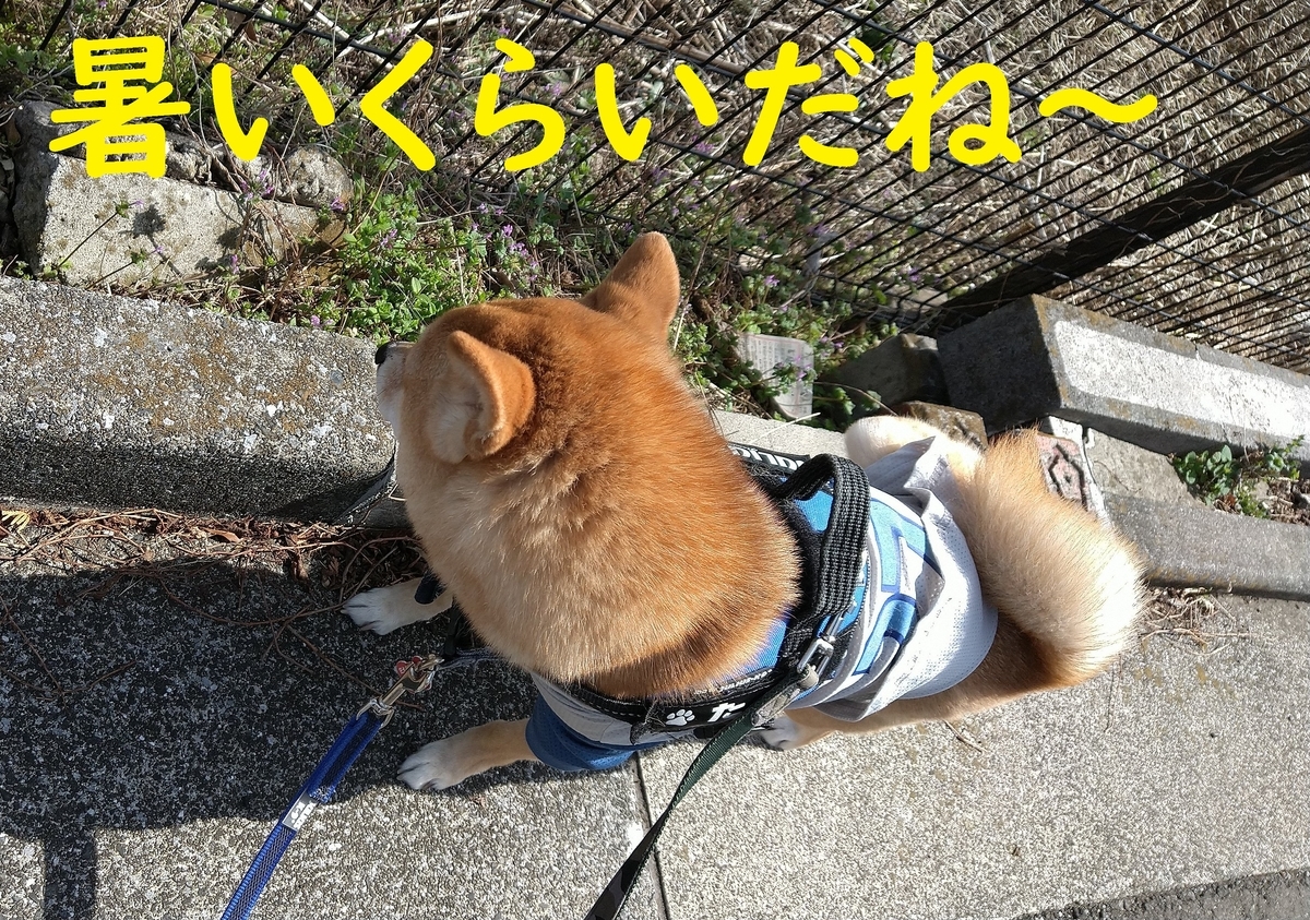 f:id:hanatara:20210320112929j:plain