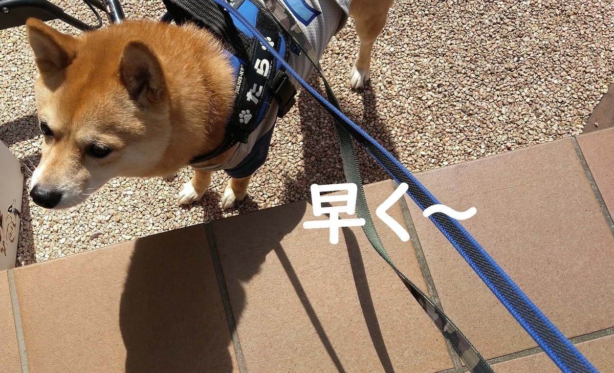 f:id:hanatara:20210320113132j:plain