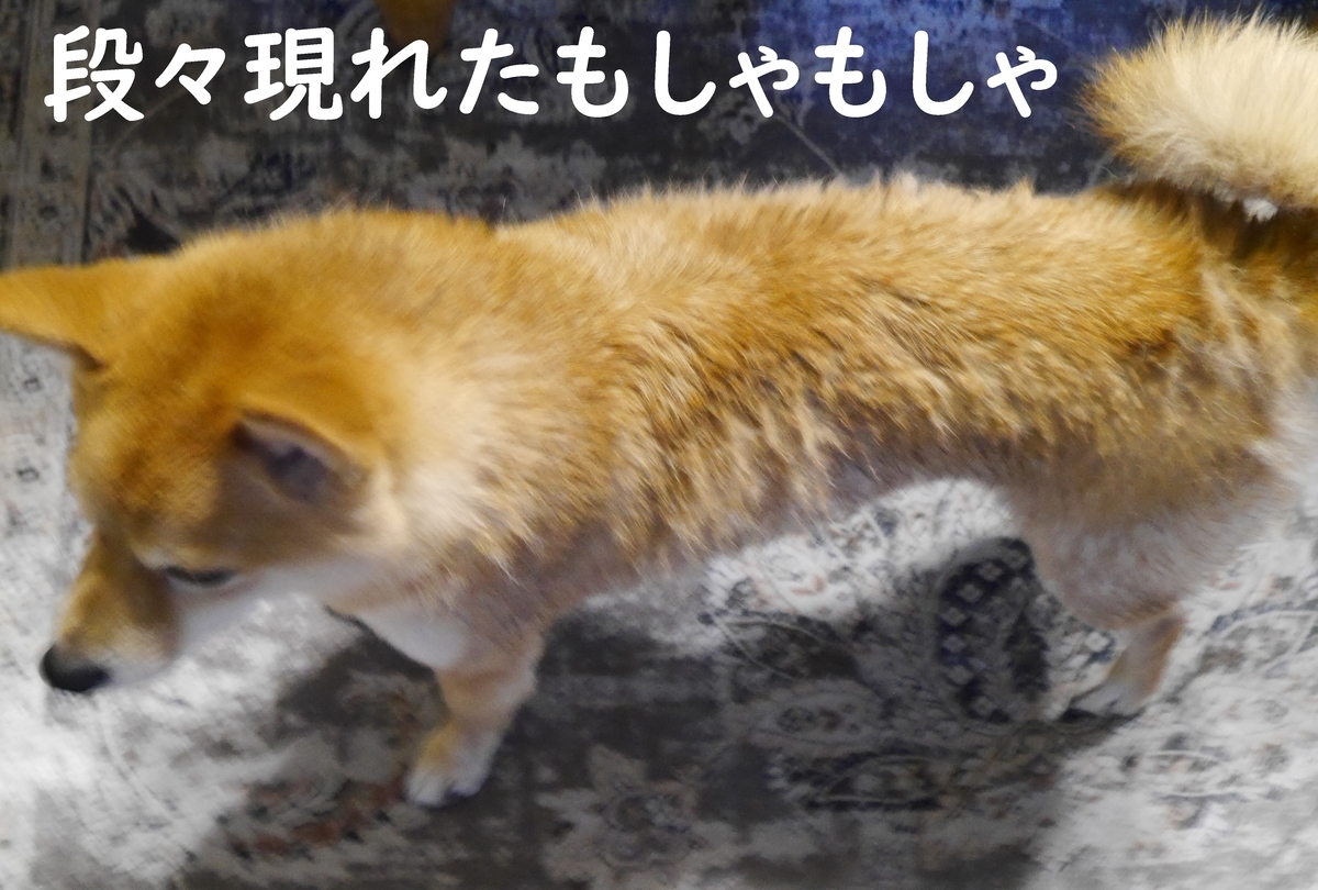f:id:hanatara:20210321082414j:plain