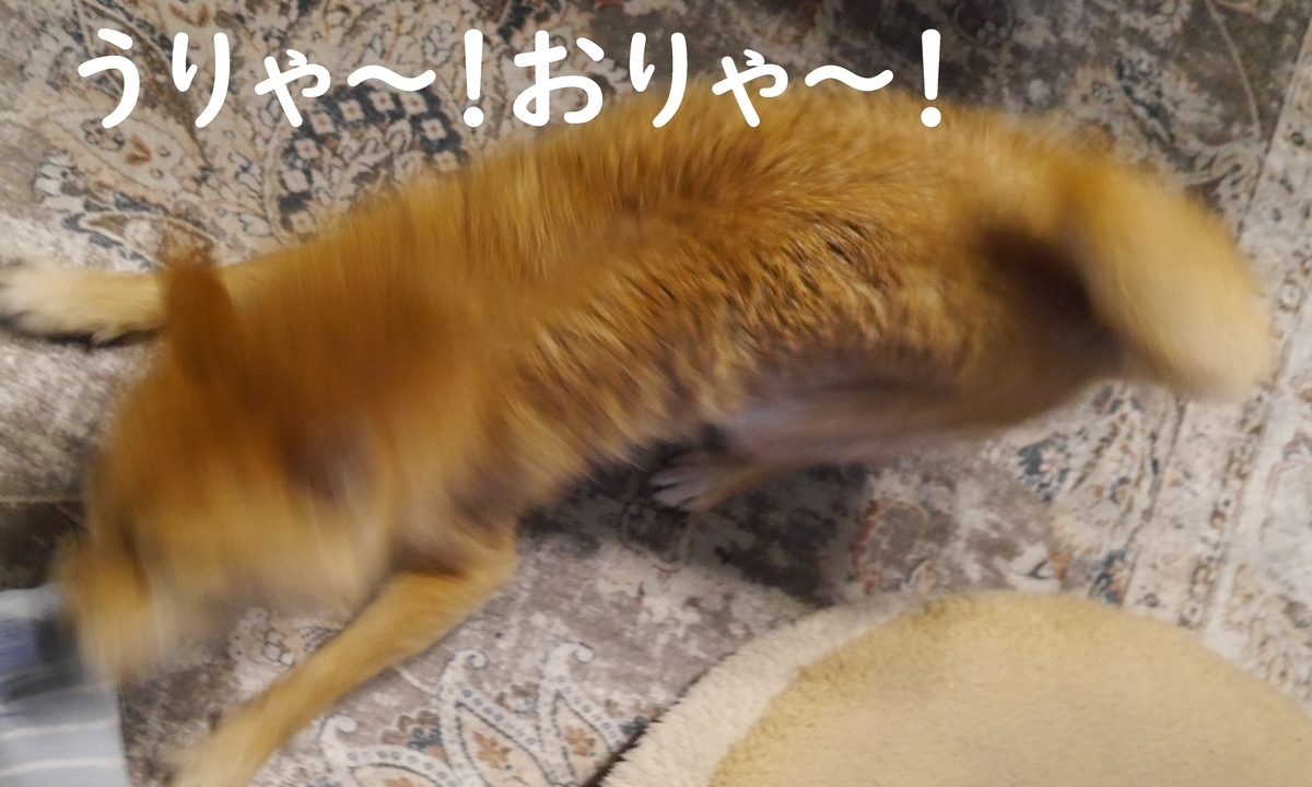 f:id:hanatara:20210321082509j:plain