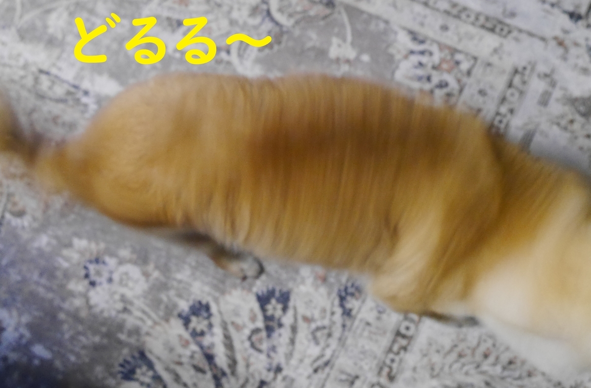 f:id:hanatara:20210321082805j:plain