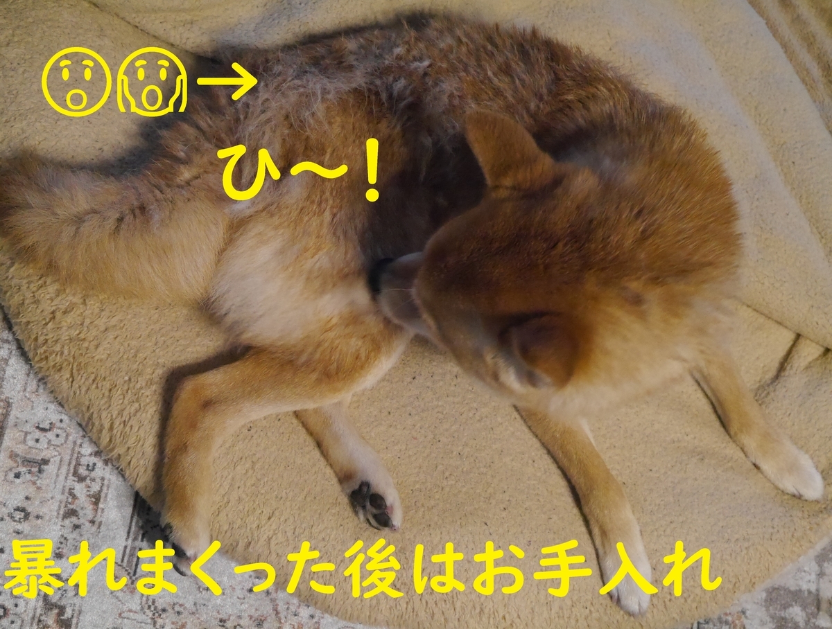 f:id:hanatara:20210321083126j:plain