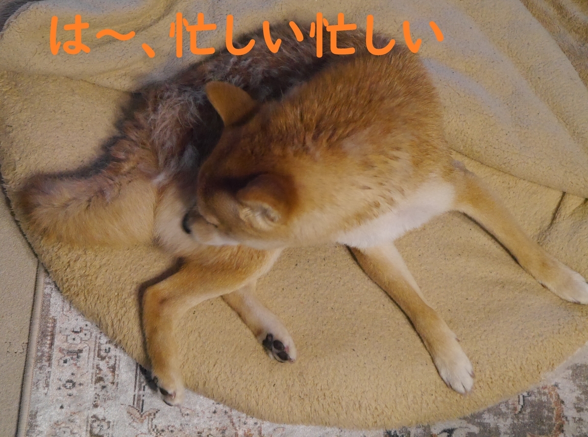 f:id:hanatara:20210321083423j:plain
