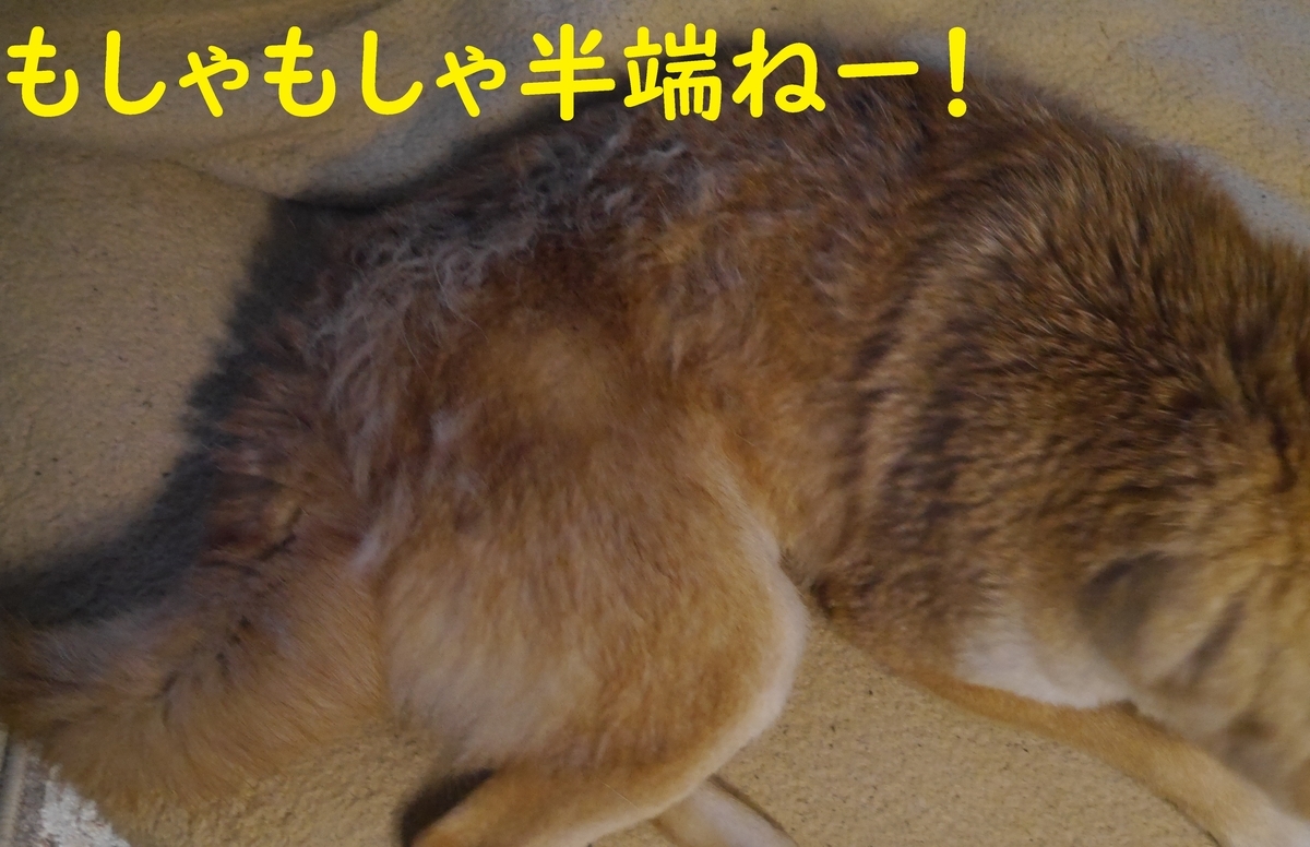 f:id:hanatara:20210321083539j:plain