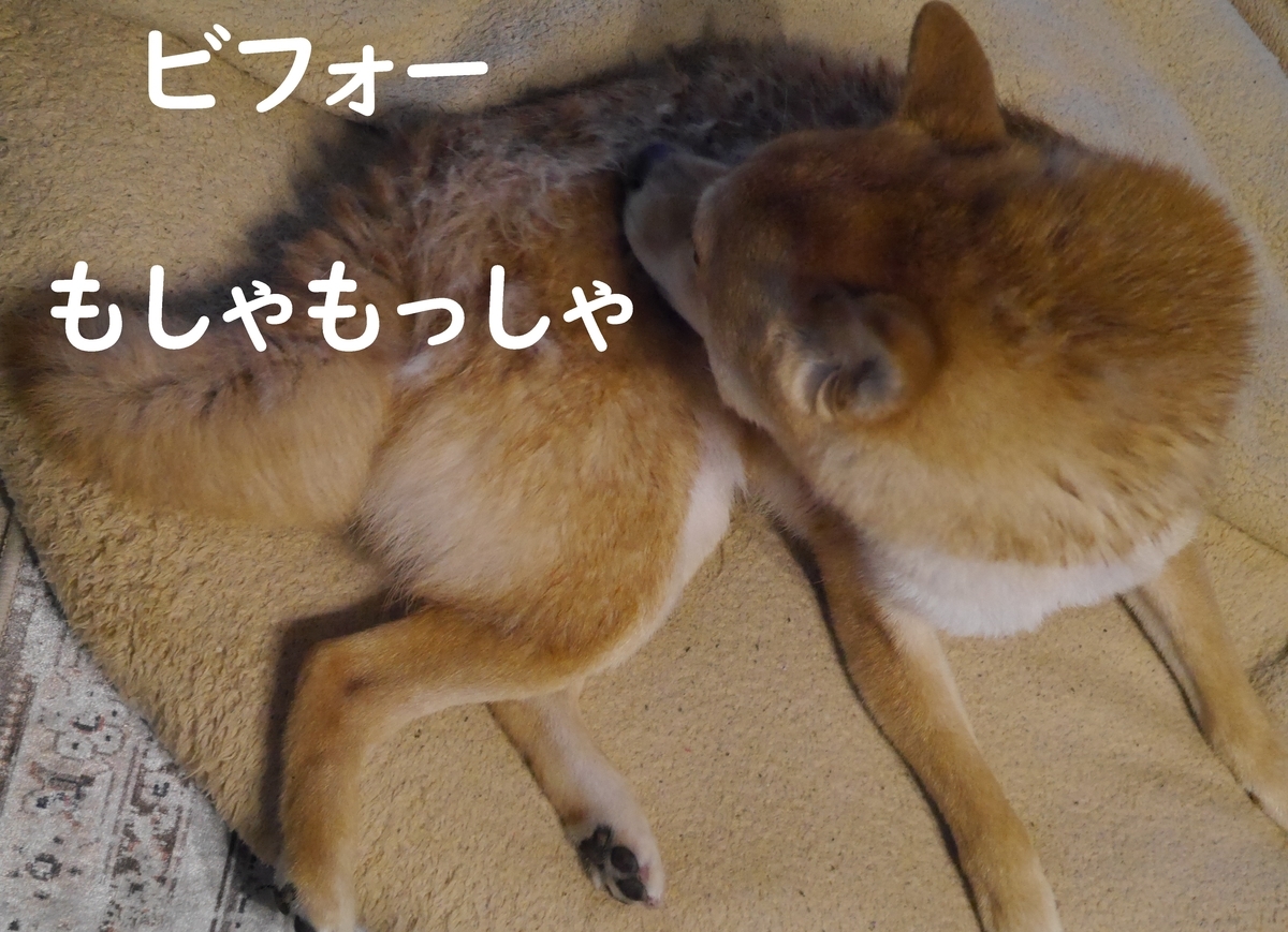 f:id:hanatara:20210321085336j:plain