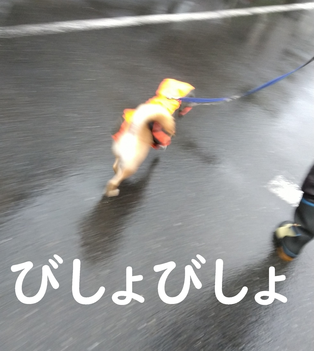 f:id:hanatara:20210321094852j:plain