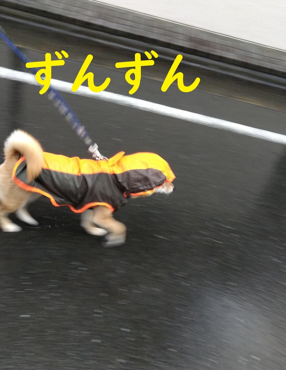 f:id:hanatara:20210321095029j:plain