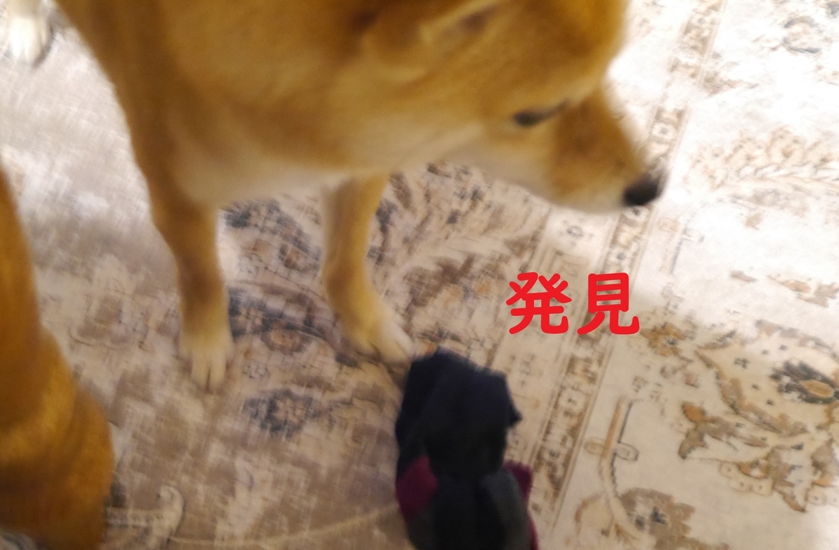 f:id:hanatara:20210321100116j:plain