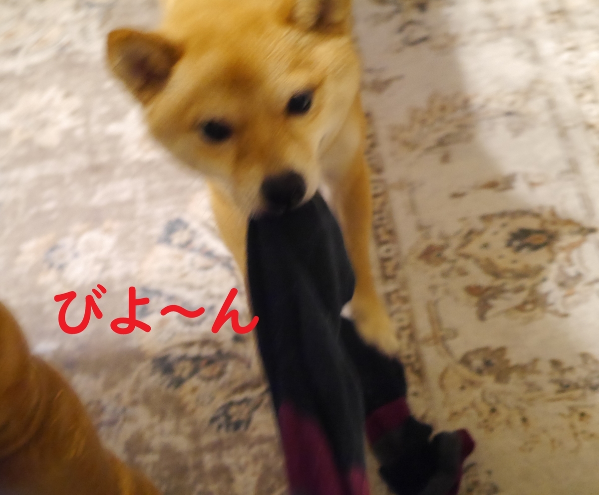 f:id:hanatara:20210321100247j:plain