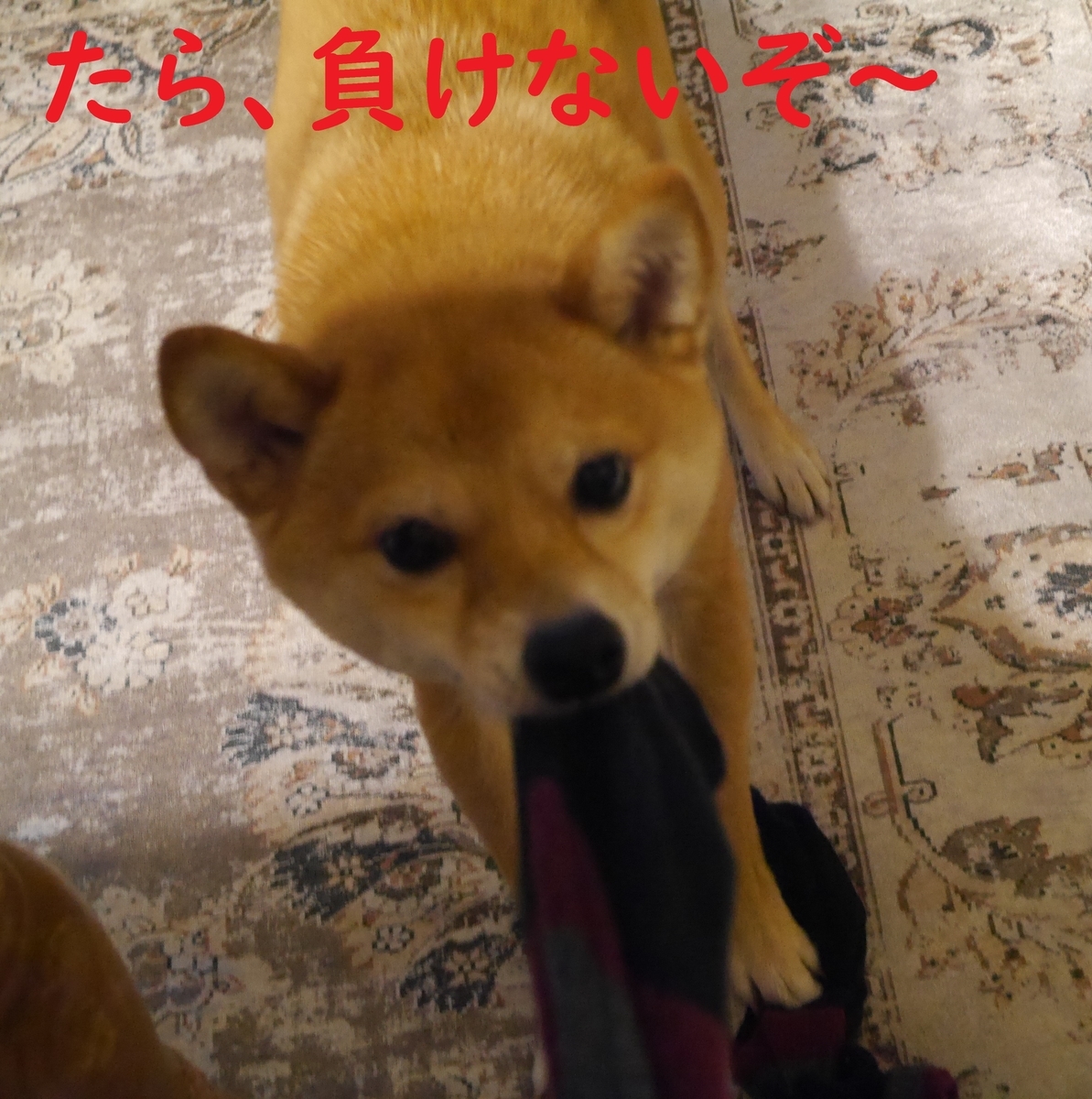 f:id:hanatara:20210321100402j:plain