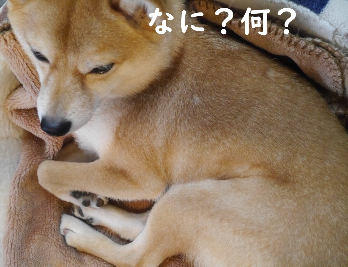 f:id:hanatara:20210325085439j:plain