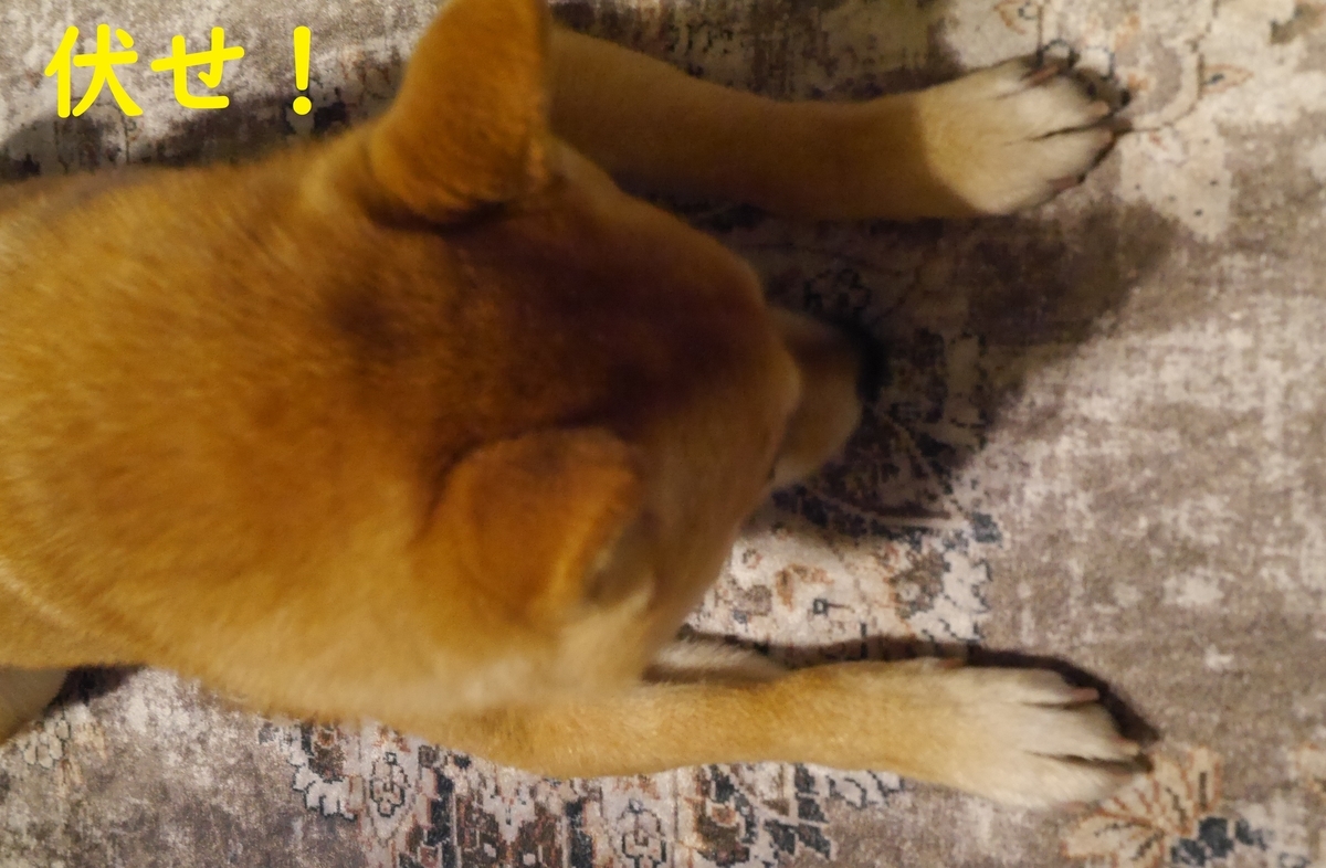 f:id:hanatara:20210325090628j:plain
