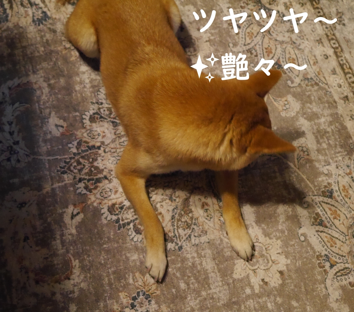 f:id:hanatara:20210325090720j:plain