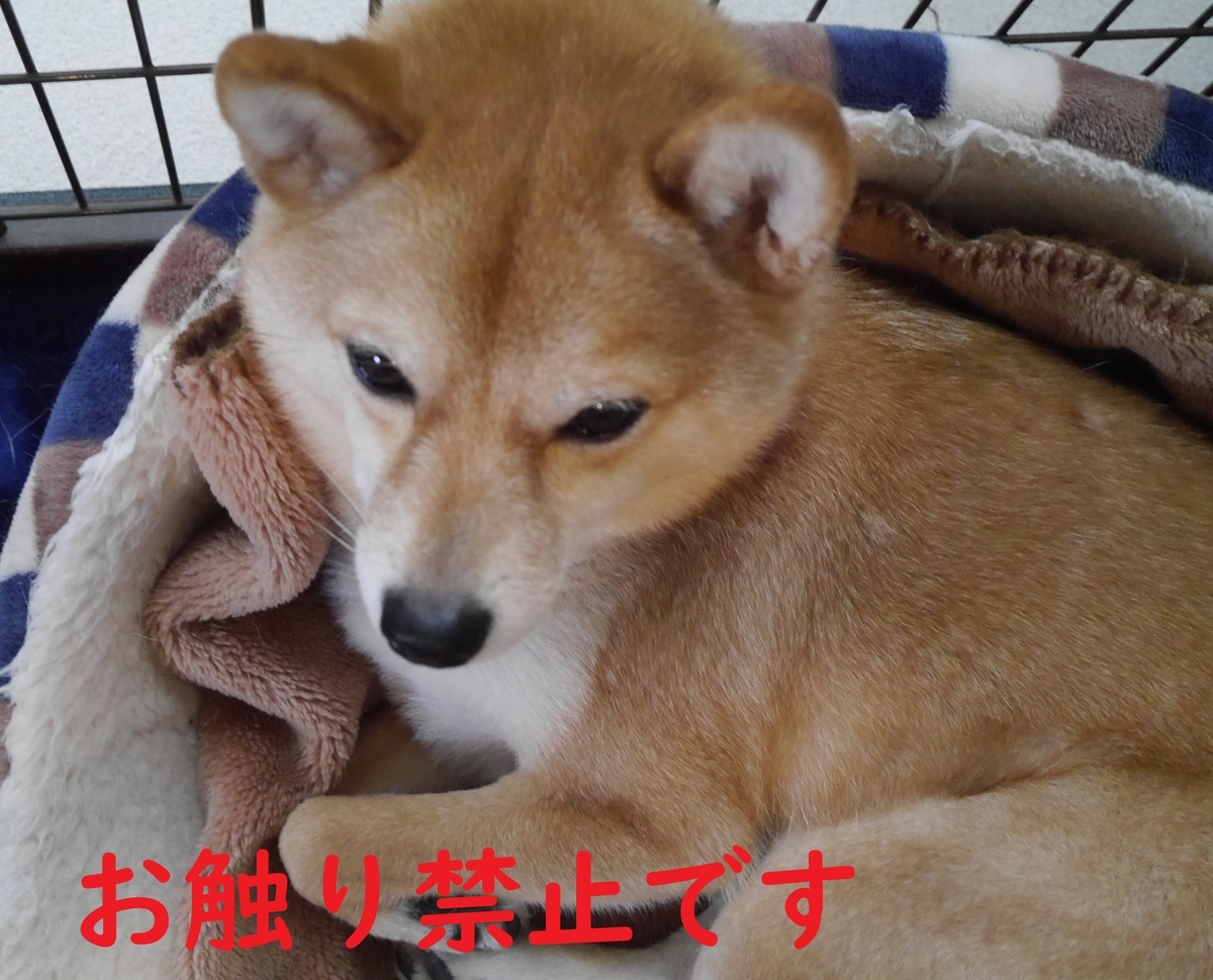 f:id:hanatara:20210325091044j:plain